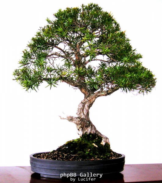 Callistemon Captain Cook by BonsaiWorld
