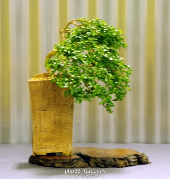 No. 3 Zieria prostrata